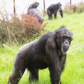Twycross Zoo Monkey