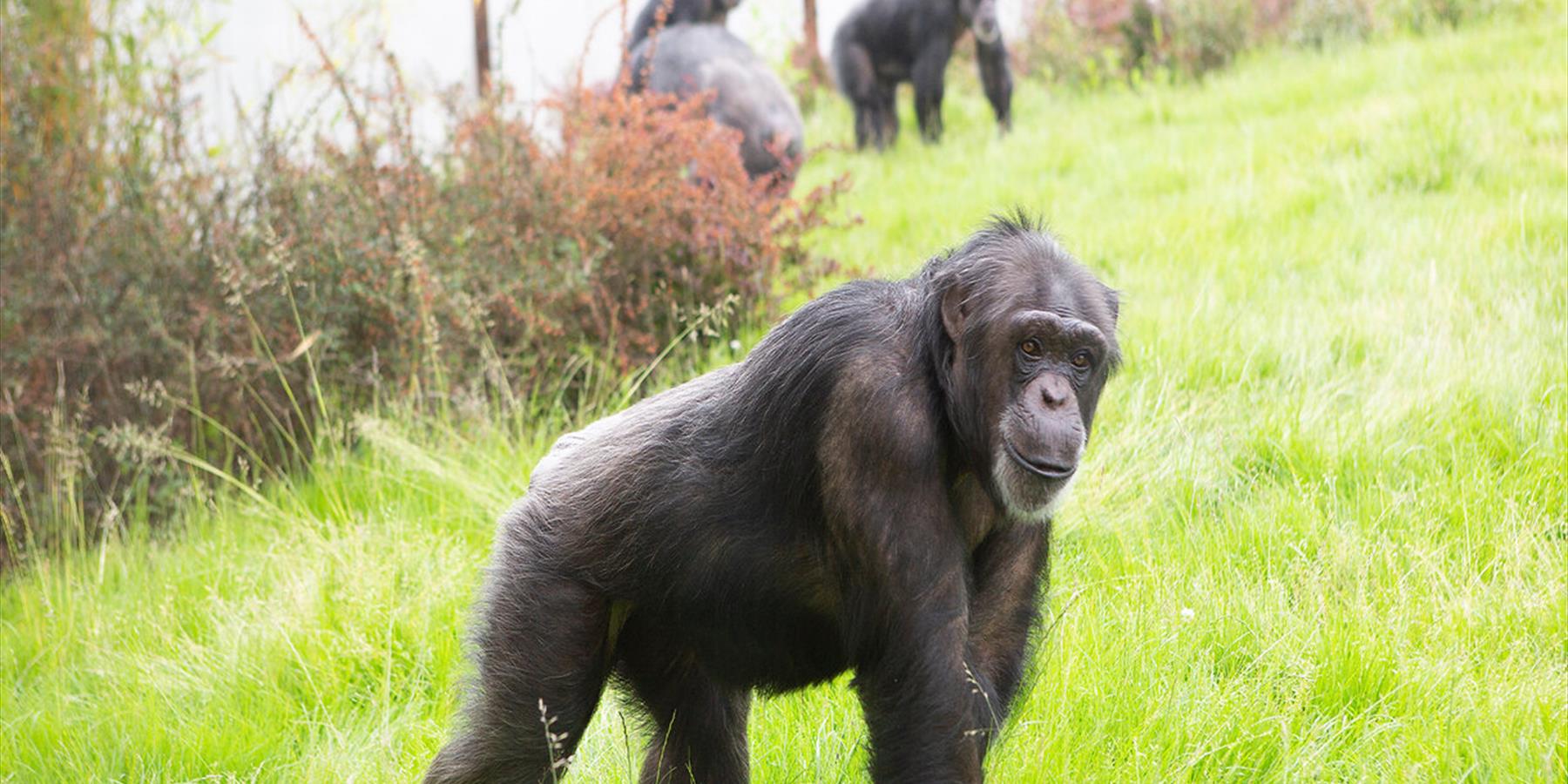 Twycross Zoo Monkey