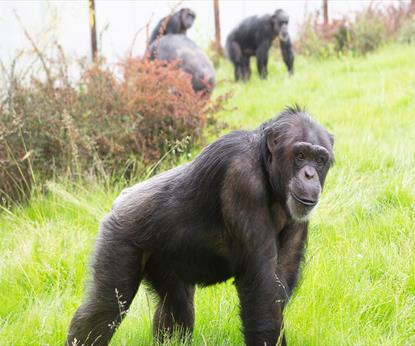Twycross Zoo Monkey