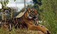 Twycross Zoo Tiger