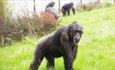 Twycross Zoo Monkey