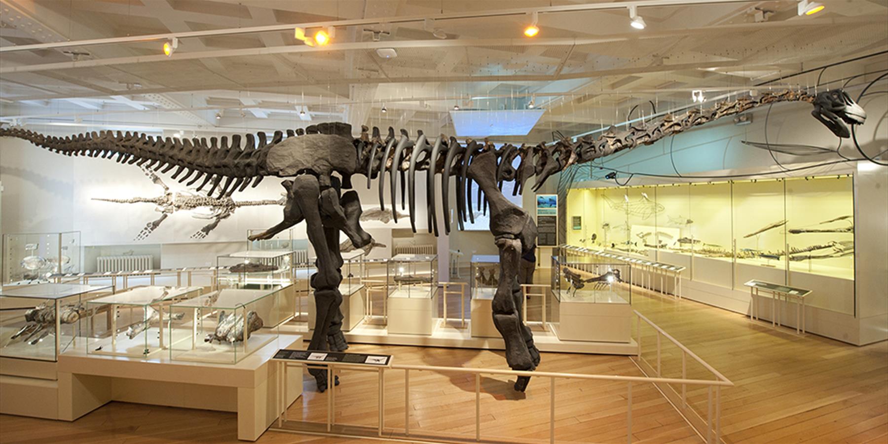 The Dinosaur Gallery at New Walk Museum & Art Gallery is a great place to keep the kids entertained.