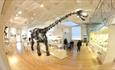 Leicester Museum Dinosaur